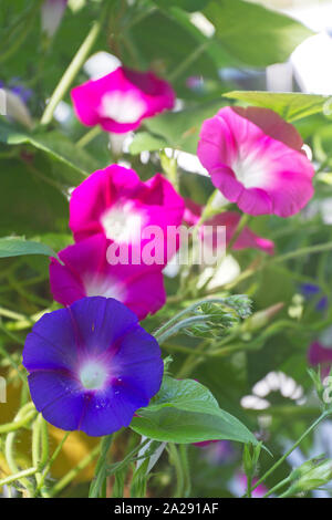Vivido colore viola e rosa gloria di mattina fiori e ritorto sfondo vitigni Foto Stock