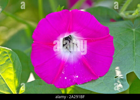 Un polline incrostati di bee stringe nel mezzo di un vivido colore rosa gloria di mattina fiore in una ricerca di nettare e di polline in estate Foto Stock