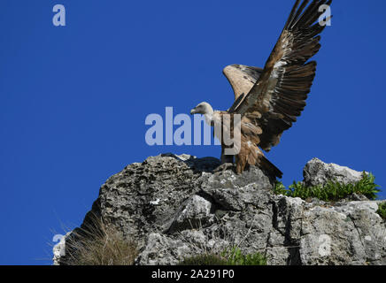 Avvoltoio grifone di decollare da una roccia Foto Stock