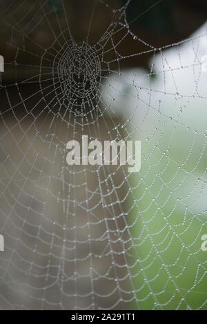 Gli inverni Bejewelling nebbia una spider Web. Exeter crematorio, Devon, Regno Unito. Foto Stock