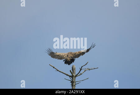 Grifone si appollaia su un albero morto Foto Stock