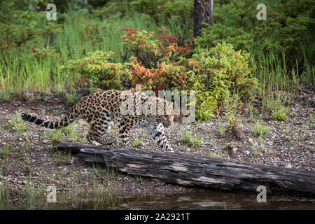 Il novellame di Amur Leopard nel Montana Foto Stock