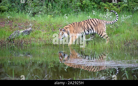 Un Captive capretti tigre siberiana Foto Stock