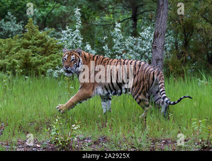 Un Captive capretti tigre siberiana Foto Stock