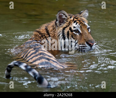 Un Captive capretti tigre siberiana Foto Stock