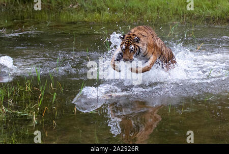 Un Captive capretti tigre siberiana Foto Stock