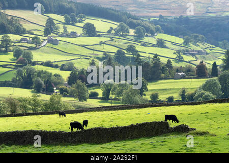 Campi verdi, muri in pietra a secco e il pascolo di bestiame nei pressi di Appletreewick nella bassa Wharfedale, Yorkshire Dales, Inghilterra. Foto Stock
