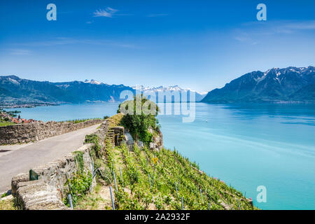 Lavaux dei vigneti e della cantina Terrazzi vicino a Montreux in Svizzera e una splendida vista sulle alpi svizzere lungo il lago di Ginevra (Lac Leman) in SVIZZ Foto Stock