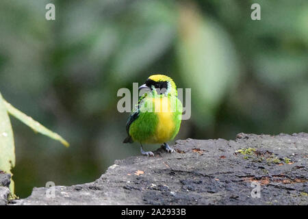 Verde-e-gold (tanager Tangara schrankii), Copalinga, Parco Nazionale Podocarpus, Zamora, Ecuador Foto Stock