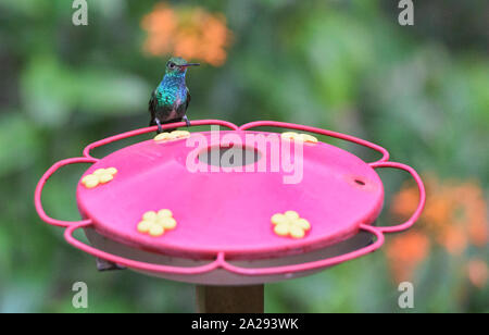 Vini spumanti violetear hummingbird (Colibri coruscans) in corrispondenza di un alimentatore, Parco Nazionale Podocarpus, Zamora, Ecuador Foto Stock