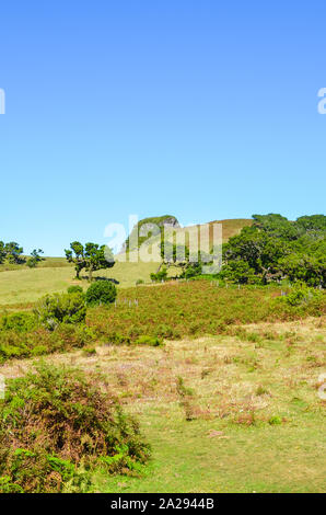 Bella Fanal nell'isola di Madeira, Portogallo. Si trova nell'altopiano di Paul da Serra circondata dalla Foresta Laurissilva. Vecchi alberi di alloro fotografato in una limpida giornata di sole. Attrazione turistica. Foto Stock