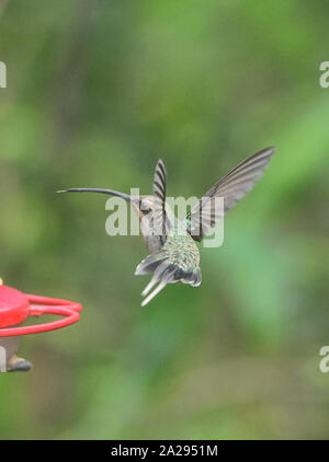 Eremita verde hummingbird (Phaethornis guy), Copalinga, Parco Nazionale Podocarpus, Zamora, Ecuador Foto Stock