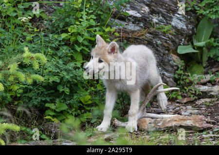 Lupo Bianco cucciolo Foto Stock
