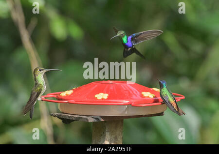 I sorprendenti colori di una forcella-tailed woodnymph hummingbird (Thalurania furcata), Copalinga Lodge, Zamora, Ecuador Foto Stock