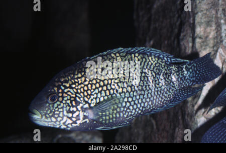 Jack Dempsey cichlid, Rocio octofasciata Foto Stock