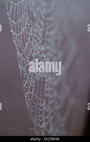 Gli inverni Bejewelling nebbia una spider Web. Exeter crematorio, Devon, Regno Unito. Foto Stock