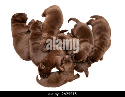 Una settimana di vecchia lettiera di otto cioccolato Labrador cuccioli Foto Stock