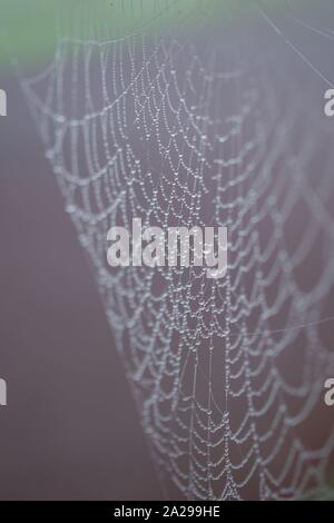 Gli inverni Bejewelling nebbia una spider Web. Exeter crematorio, Devon, Regno Unito. Foto Stock