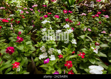 Little Rose Pianta che cresce su un grande giardino vivaio. Foto Stock