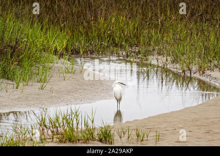 Un Airone nevoso oscilla lungo le canne a Gould di ingresso in San Simons Island, Georgia. Foto Stock