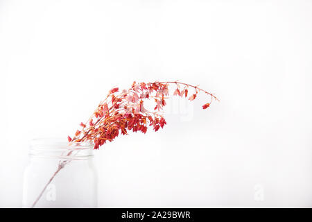 Magenta fiori in un vaso di Mason Foto Stock