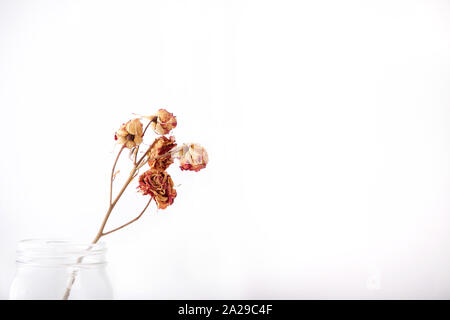 Essiccato Rose in un vaso di mason Foto Stock