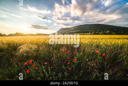 Campo oro illuminata dal sole di setting con Braunsberg Hill e cielo molto nuvoloso in background Foto Stock