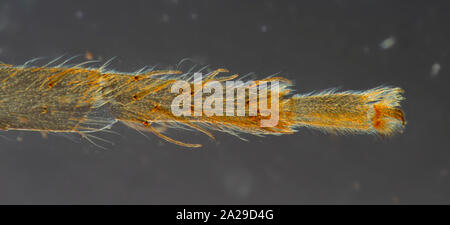 Acqua Piede Ragno, Argyroneta aquatica, campo oscuro fotomicrografia Foto Stock