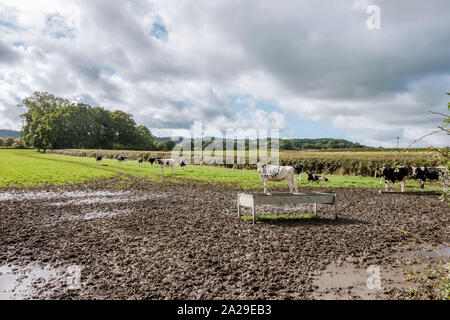 Le vacche in piedi nel campo fangoso, Dorset campagna vicino Semley, Shaftesbury, Regno Unito, Europa. Foto Stock