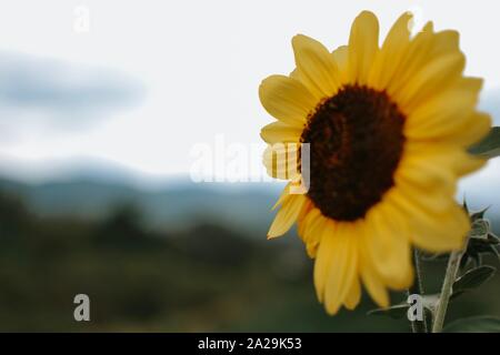 Balsamo in imballaggi vicino a lanterna, Pigna, e pino Foto Stock