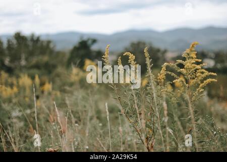 Balsamo in imballaggi vicino a lanterna, Pigna, e pino Foto Stock