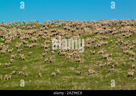 Gregge di pecore che pascolano su una collina erbosa Foto Stock