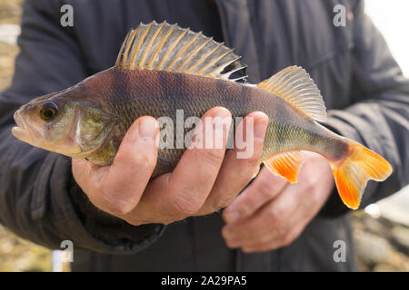 Comune di persico nel Fisherman's mano Foto Stock