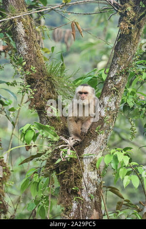 Bianco-scimmia cappuccino fronted (Cebus albifrons), Copalinga, Parco Nazionale Podocarpus, Zamora, Ecuador Foto Stock