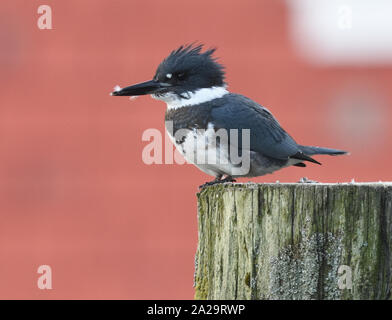 Un maschio belted kingfisher (Megaceryle alcyon) posatoi su un post nel porto di Telegraph Cove. Telegraph Cove, British Columbia, Canada. Foto Stock