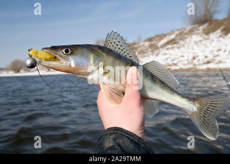 Walleye catturato su esca di maschera fatta a mano Foto Stock