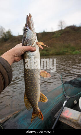 Il luccio del nord in Fisherman's mano Foto Stock