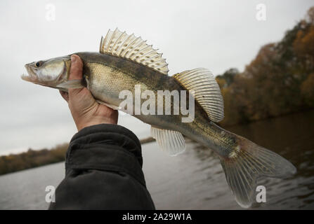 Walleye catturati da una malinconica giornata d'autunno in Fisherman's mano Foto Stock