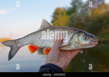 Chub in pescatore la mano, autunno SCENIC Foto Stock