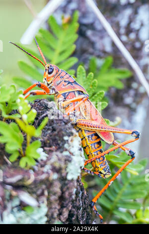 Gomma orientale grasshopper o Florida gomma grasshopper (Romalea microptera) si arrampica su un albero. Anhinga trail. Parco nazionale delle Everglades. Florida. Stati Uniti d'America Foto Stock