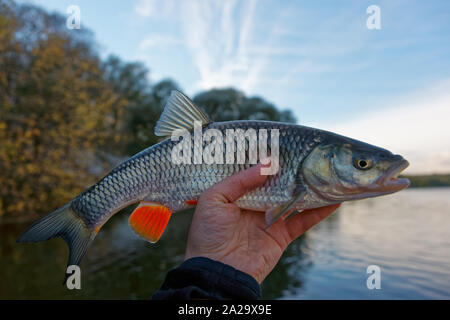 Chub in pescatore la mano della cattura di autunno Foto Stock