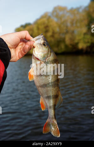 Comune di persico nel Fisherman's mano Foto Stock