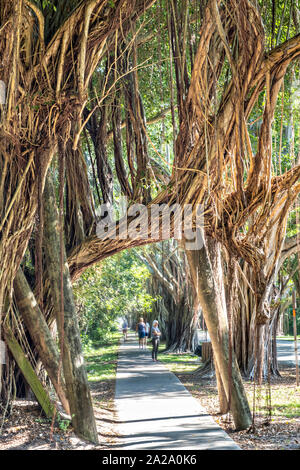 Banyan Tree Tunnel lungo Saint Lucie Blvd in Stuart, Florida. Foto Stock