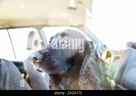 Un cane in auto Foto Stock