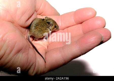 Casa mouse (Mus musculus) tenuto in una mano su sfondo bianco Foto Stock