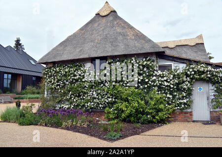 Un grazioso cottage con il tetto di paglia con pareti coperte di fiori in un Hyde Park, Essex Foto Stock