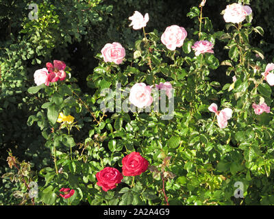 Rosso e Rosa Rose in piena fioritura in autunno il sole in Andalusia Foto Stock