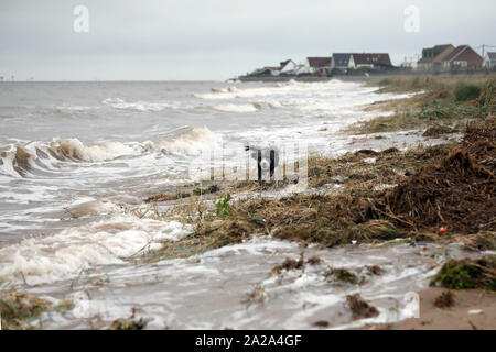 Heacham, West Norfolk, Regno Unito. 01 ott 2019. Cookie Il cane cockapoo va a correre nel surf dopo le recenti piogge intense, maree alte e un pompaggio di marea hanno lasciato parti della costa tra Heacham e Hunstanton allagata. Meteo, Heacham West Norfolk, Regno Unito il 1 ottobre 2019. Credito: Paolo Marriott/Alamy Live News Foto Stock