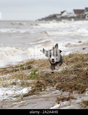 Heacham, West Norfolk, Regno Unito. 01 ott 2019. Cookie Il cane cockapoo va a correre nel surf dopo le recenti piogge intense, maree alte e un pompaggio di marea hanno lasciato parti della costa tra Heacham e Hunstanton allagata. Meteo, Heacham West Norfolk, Regno Unito il 1 ottobre 2019. Credito: Paolo Marriott/Alamy Live News Foto Stock