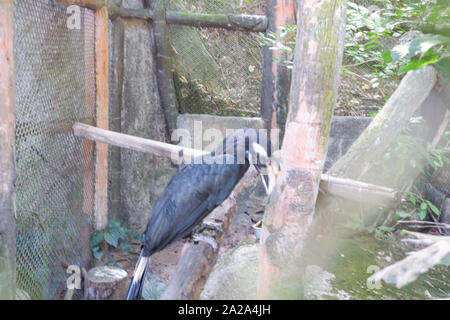 Big Black Bird in zoo Foto Stock